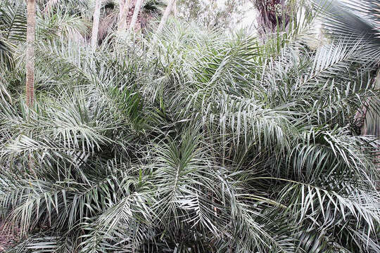 Image of Beach Coconut