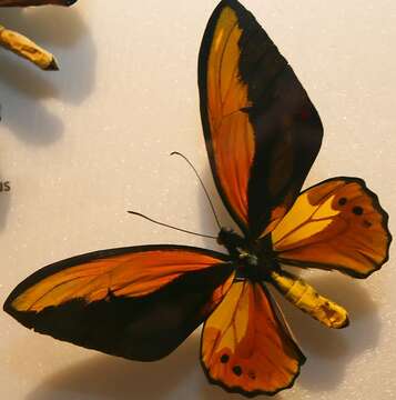 Plancia ëd Ornithoptera croesus Wallace 1859