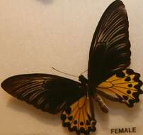 Troides helena (Linnaeus 1758) resmi