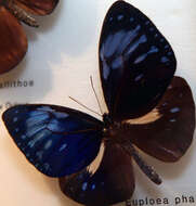 Euploea phaenareta Schaller 1785的圖片