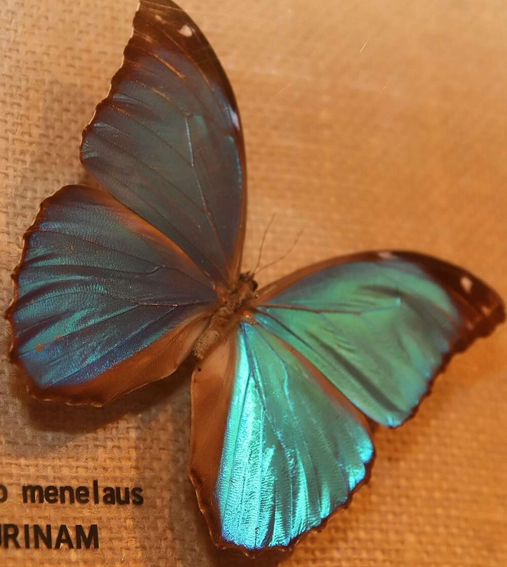 Imagem de Morpho menelaus Linnaeus 1758