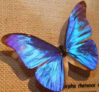 Image of Blue Morpho