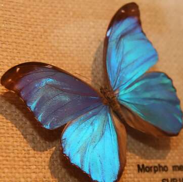 Imagem de Morpho menelaus Linnaeus 1758