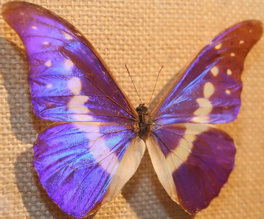 Image of Blue Morpho