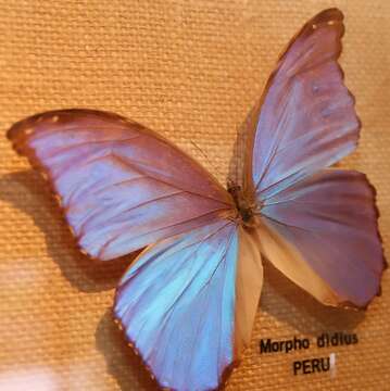 Imagem de Morpho didius Hopffer 1874