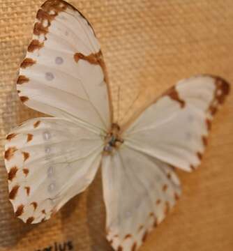 Image of Morpho catenarius Perry