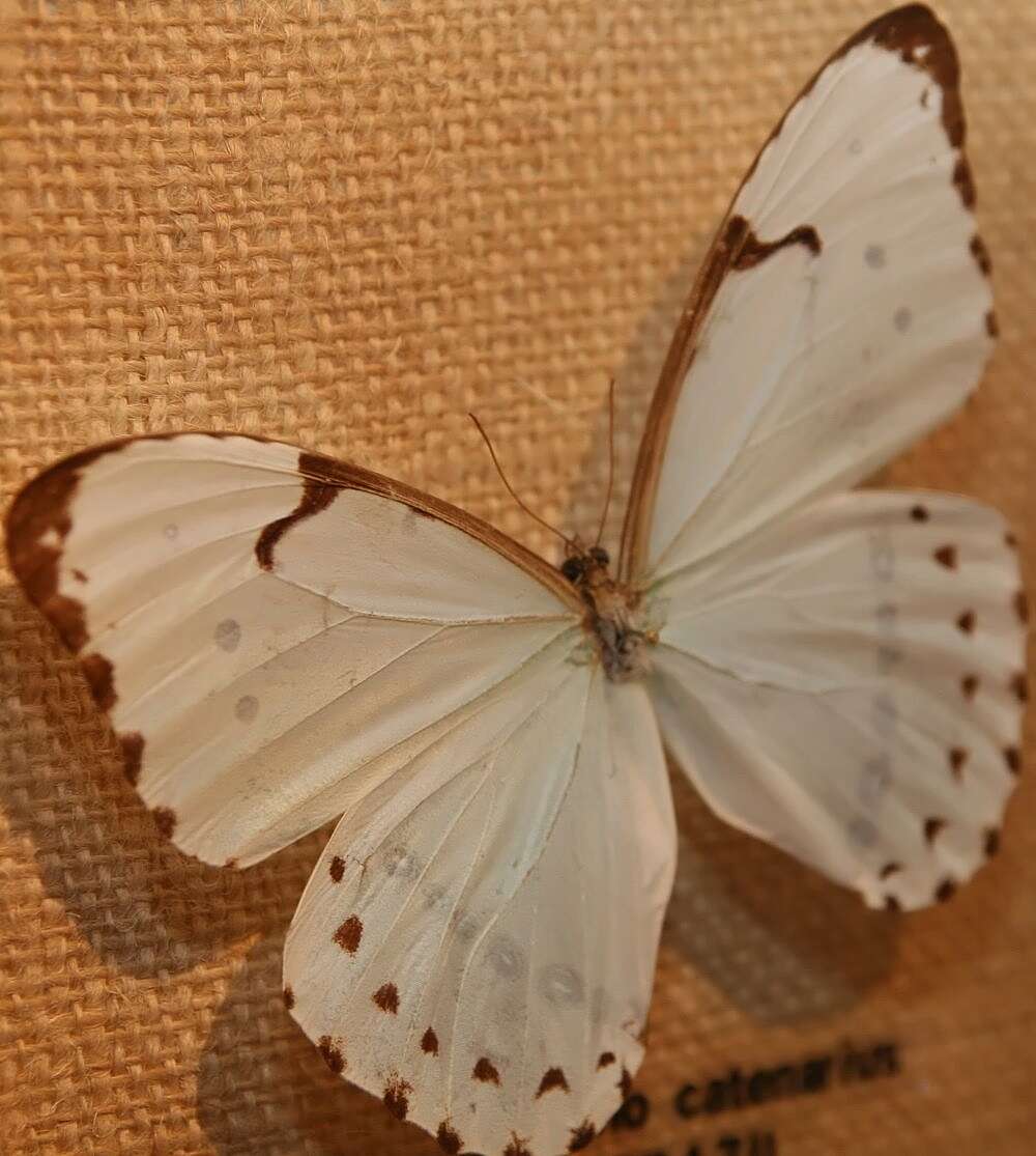 Sivun Morpho catenarius Perry kuva