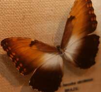 Image of Morpho hecuba Linnaeus 1771