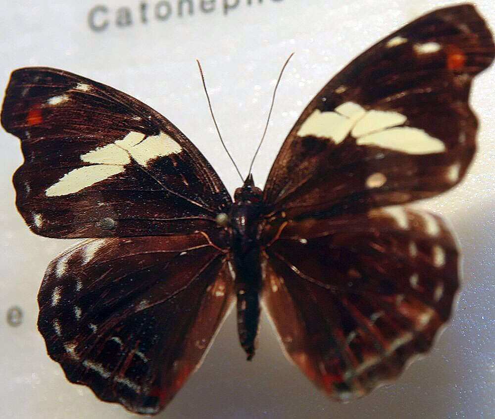 Image of Catonephele numilia Cramer 1779