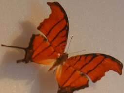 Image of Ruddy Daggerwing