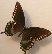 Papilio troilus Linnaeus 1758 resmi