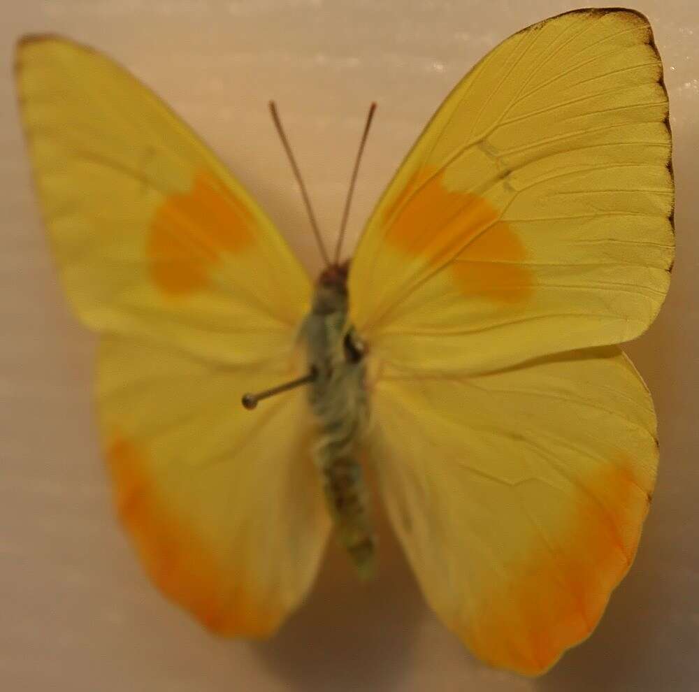 صورة Phoebis philea (Linnaeus 1763)