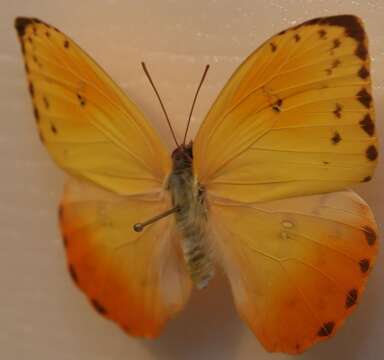 صورة Phoebis philea (Linnaeus 1763)