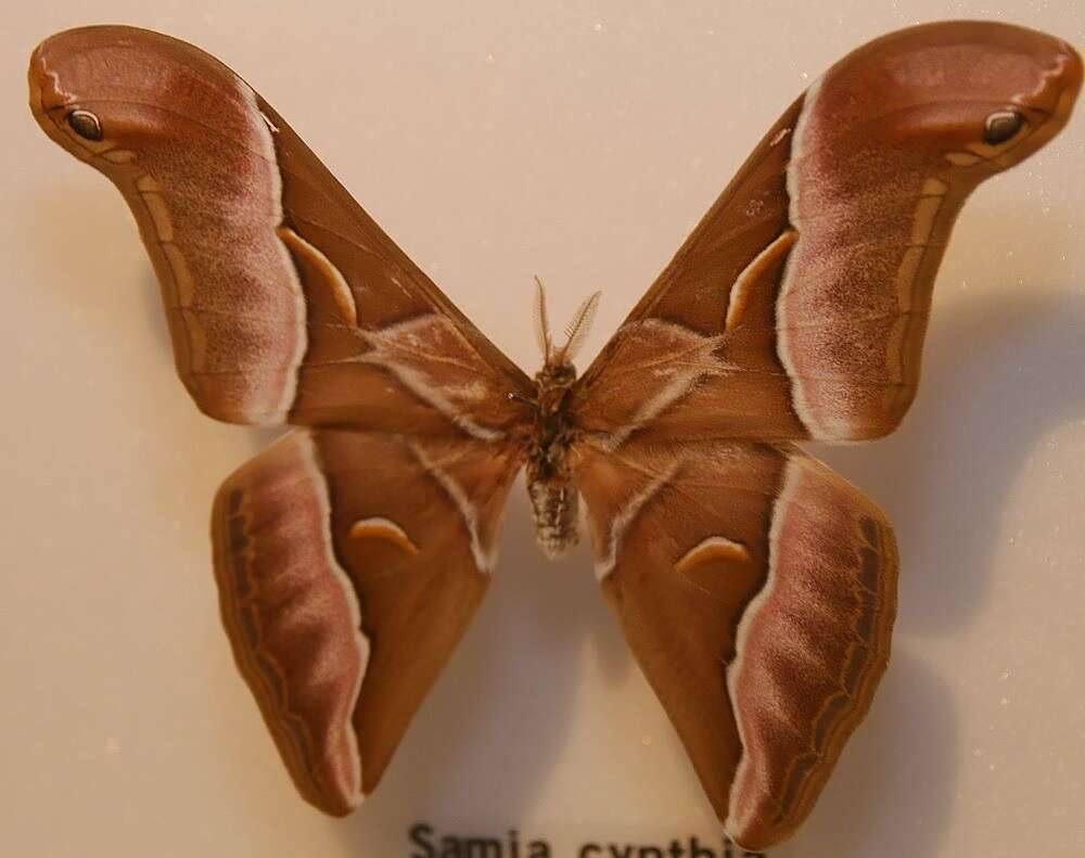 Image of Ailanthus Silkmoth