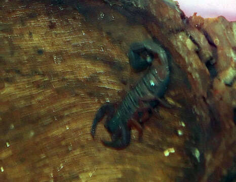 Image of Florida Bark Scorpion