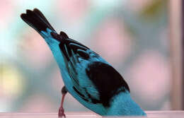 Image of Blue Dacnis