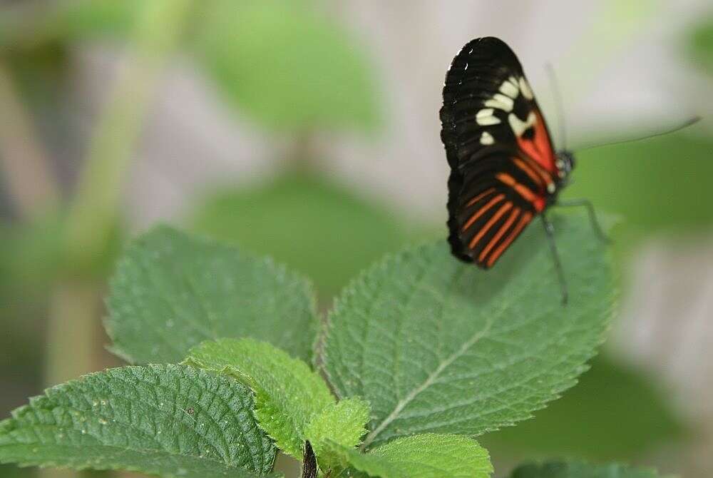 紅帶袖蝶的圖片