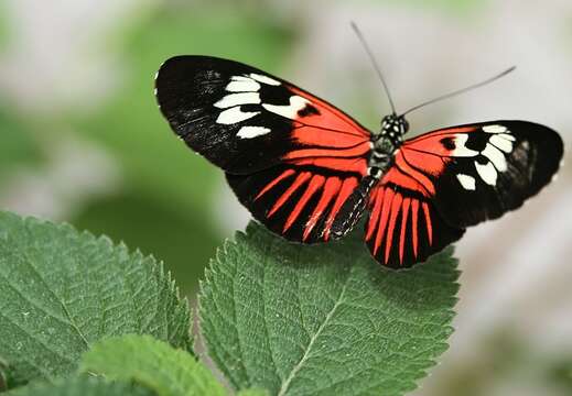 Image of Heliconius melpomene Linnaeus 1758