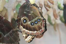 Imagem de Morpho menelaus Linnaeus 1758