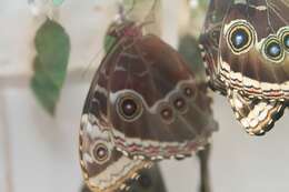 Imagem de Morpho menelaus Linnaeus 1758