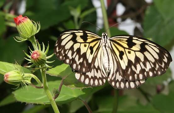 Image of Idea leuconoe Erichson 1834