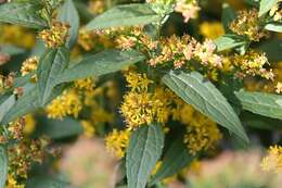 Image of wrinkleleaf goldenrod