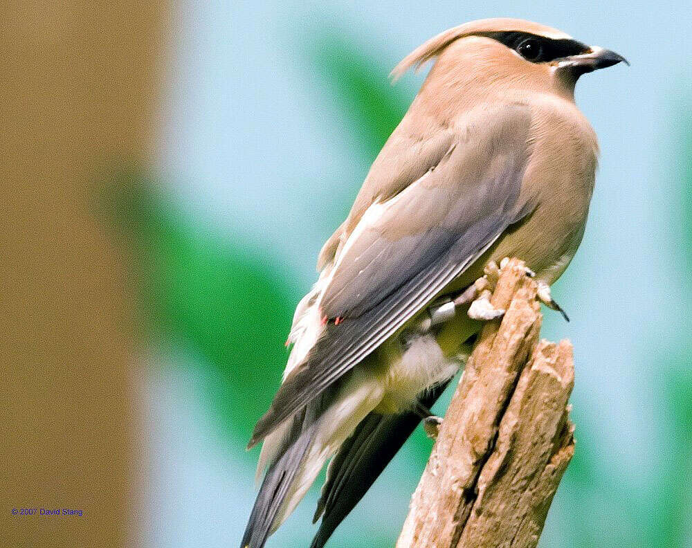 Image of Waxwing