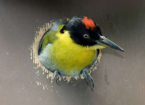 Image of Black-headed Woodpecker