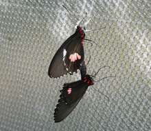 Parides sesostris (Cramer (1779)) resmi