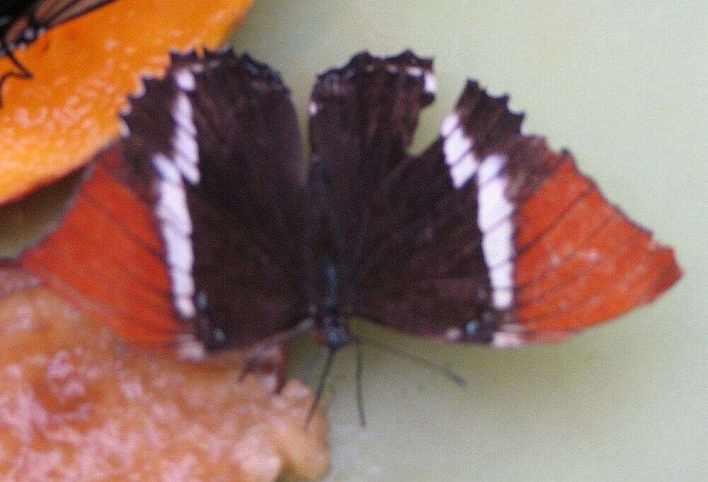 Image de Siproeta epaphus