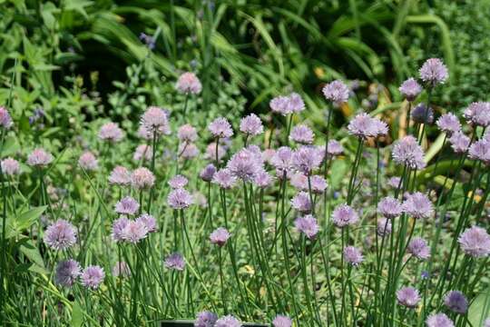 Image of wild chives