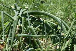 Image of garden onion