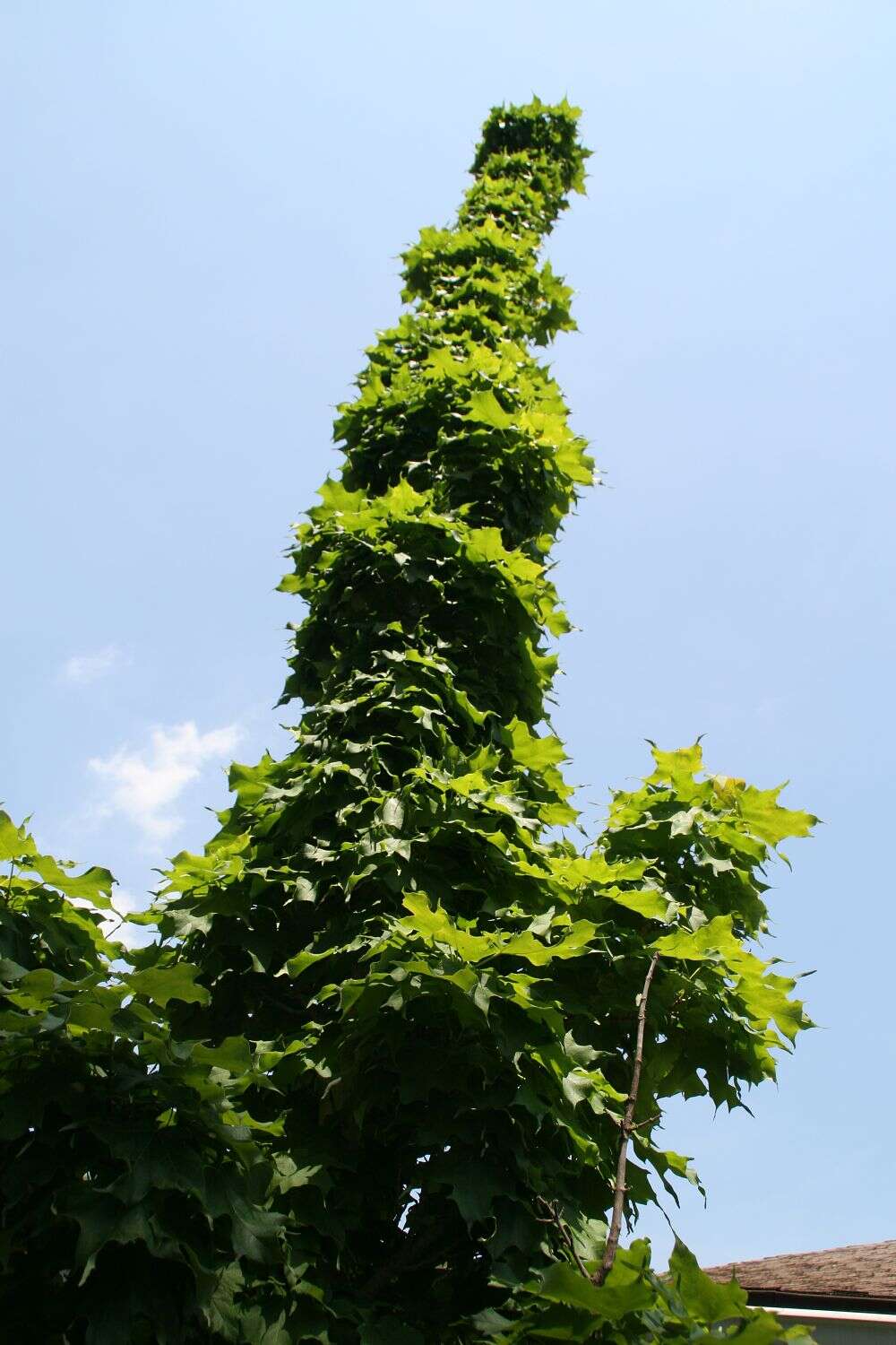 Image of sugar maple