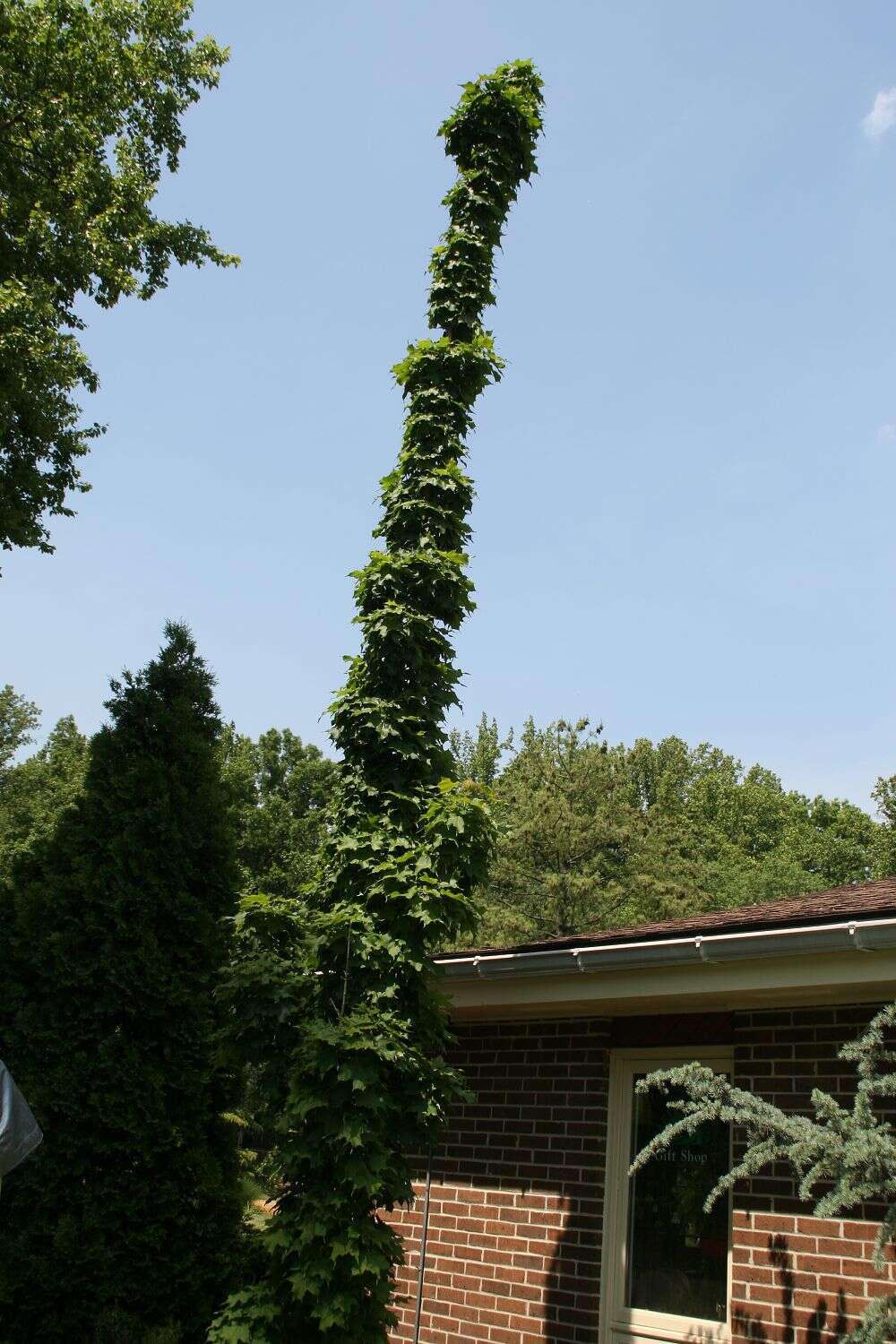 Image of sugar maple