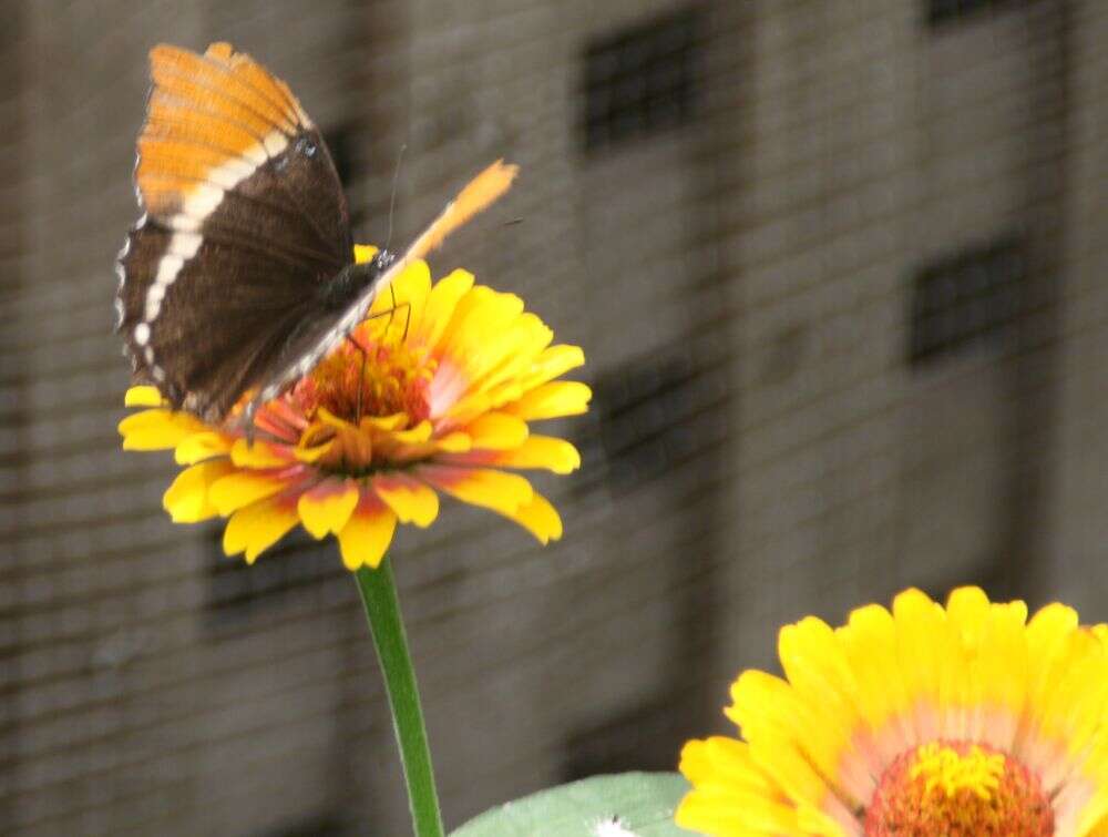 Image de Siproeta epaphus