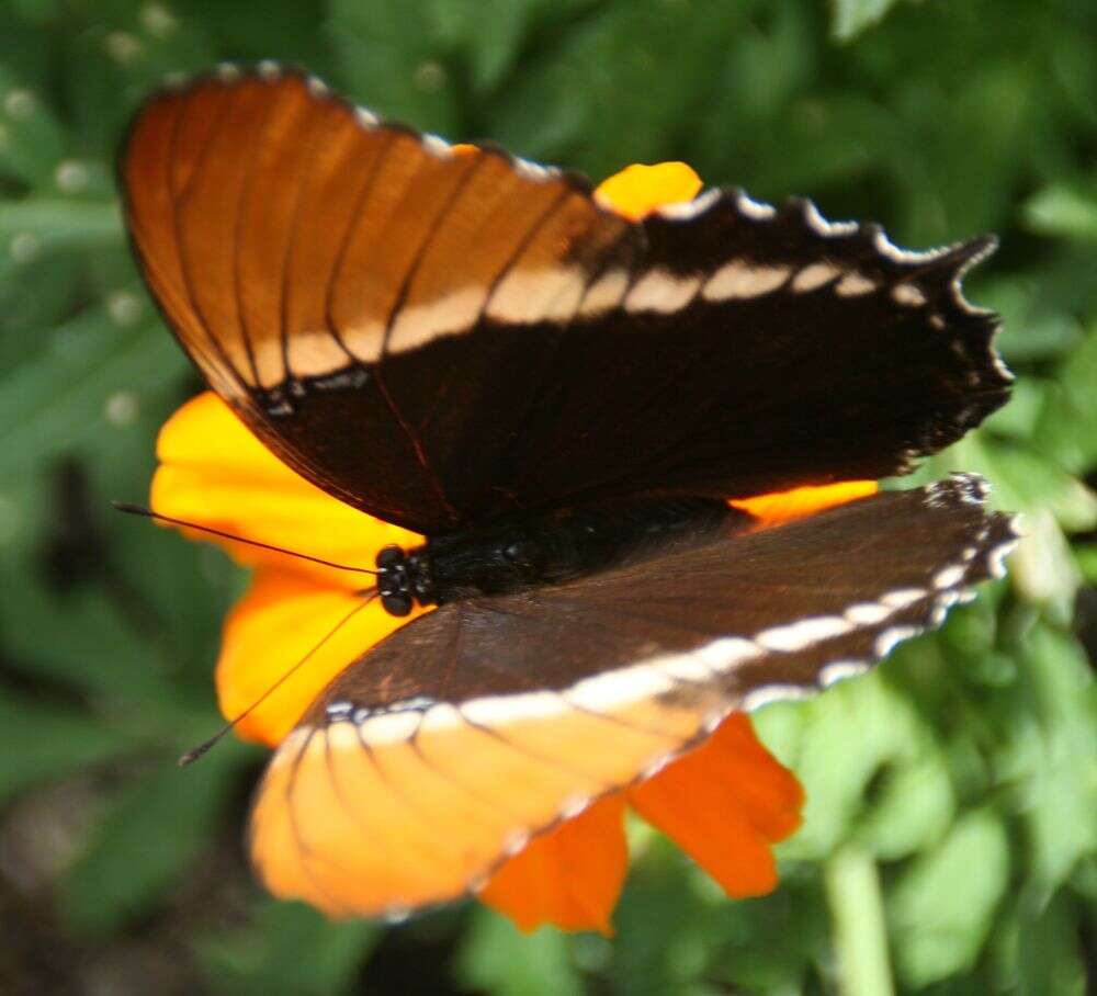 Image de Siproeta epaphus