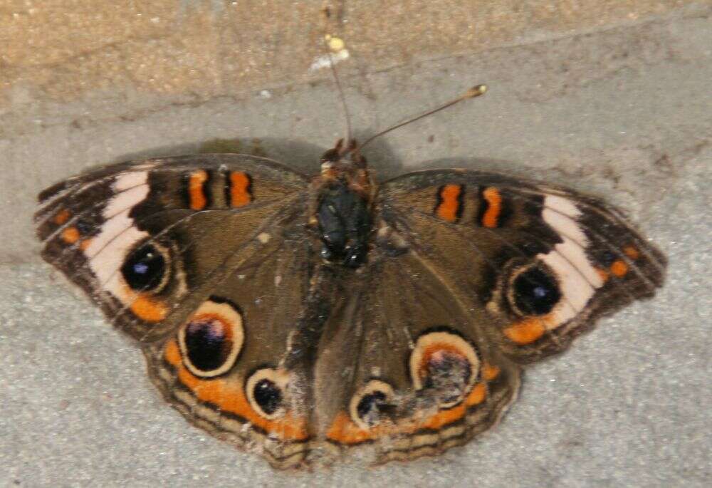 Image of Common buckeye