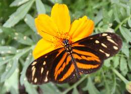 Image of Isabella’s Longwing