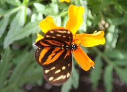 Image of Isabella’s Longwing