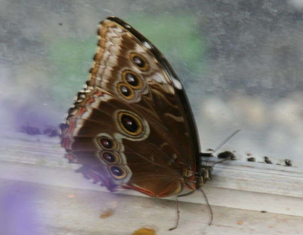 Plancia ëd Morpho peleides Kollar 1850