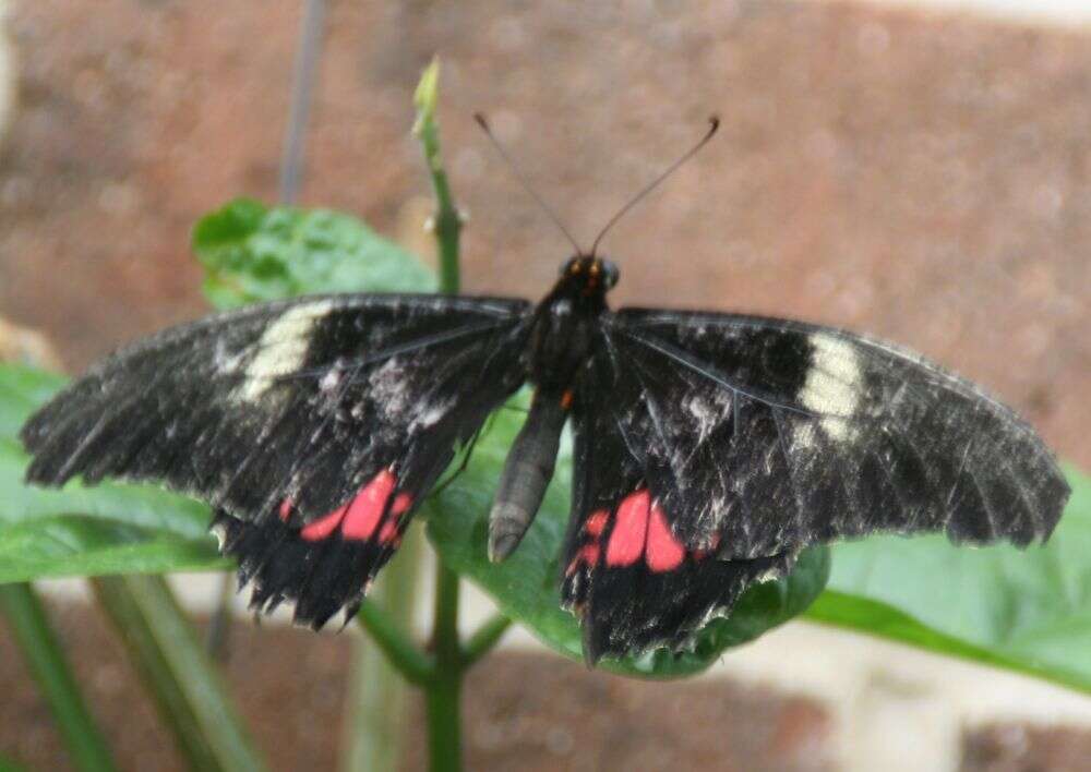 Image de Papilio anchisiades Esper 1788