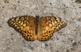 Image of Variegated Fritillary