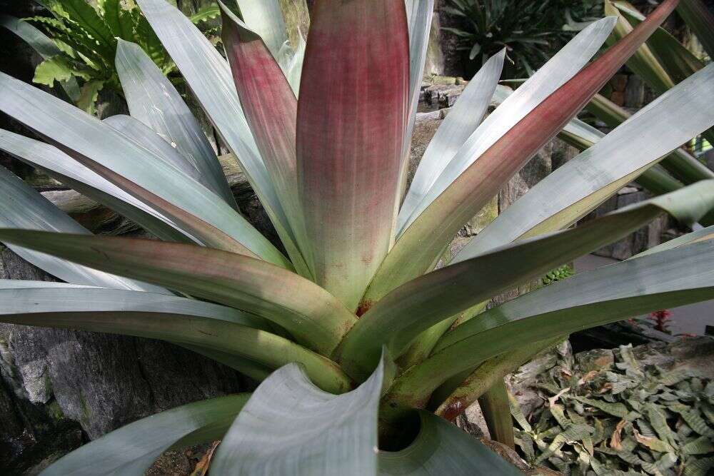 Image of Alcantarea imperialis (Carrière) Harms