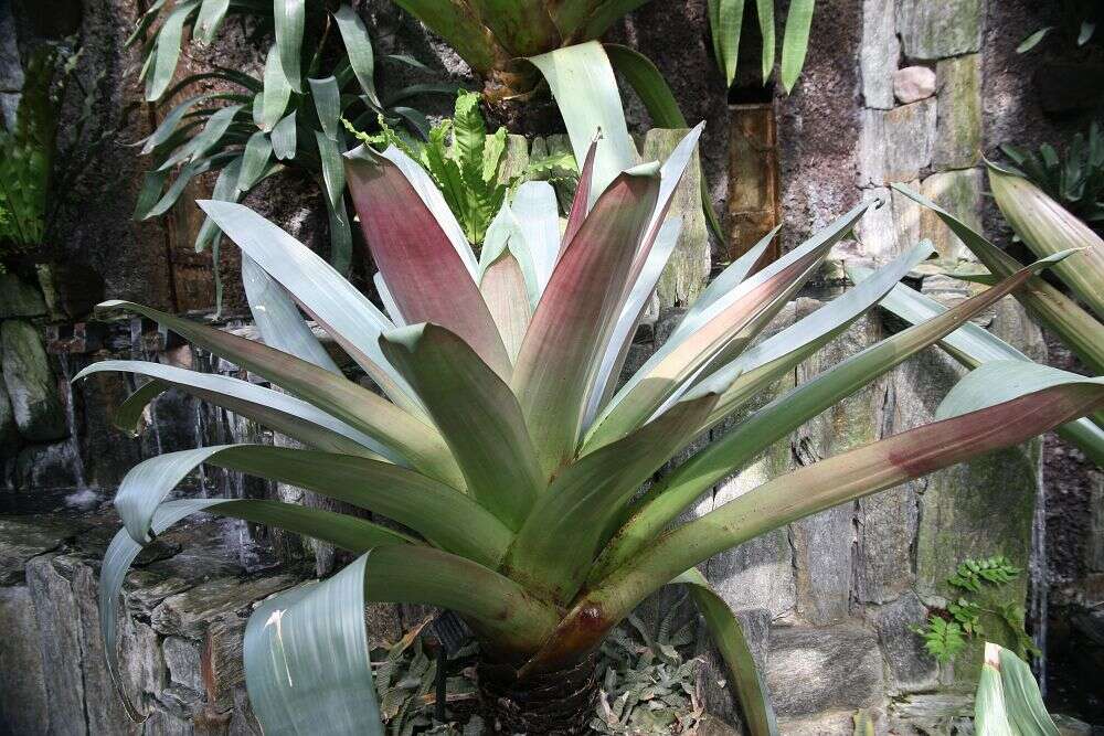 Image of Alcantarea imperialis (Carrière) Harms