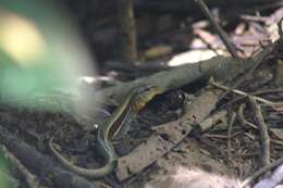 Image of Four-lined Ameiva