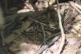 Image of Four-lined Ameiva