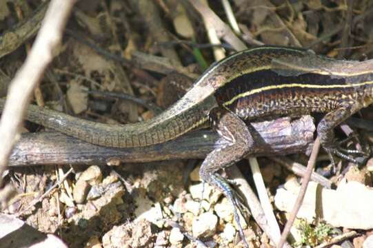 Image of Four-lined Ameiva