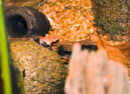 Image of Splashback Poison Frog