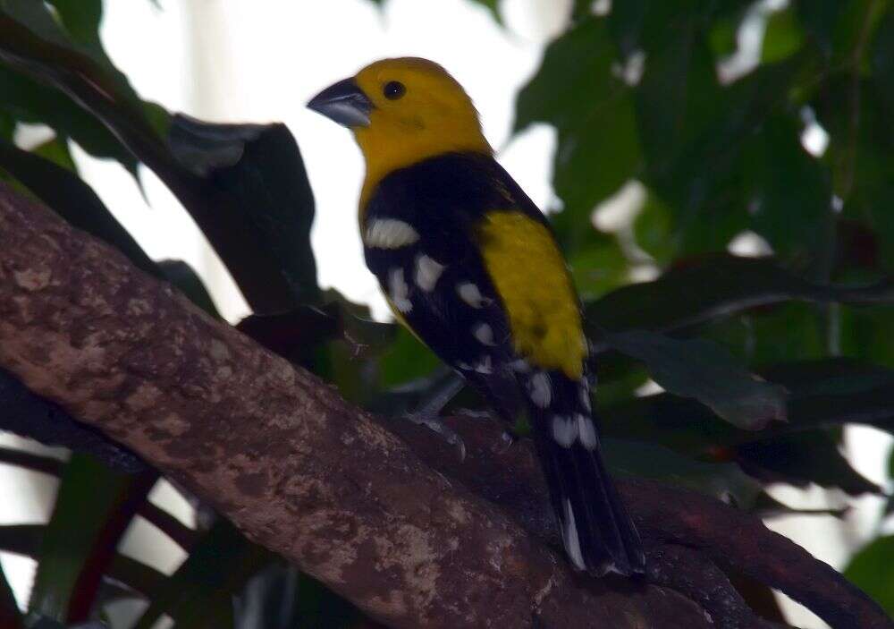 Image of Golden Grosbeak