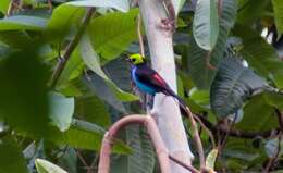 Image of Paradise Tanager